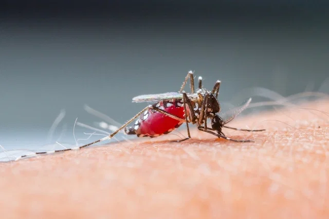 dengue mosquito dengue mosquito